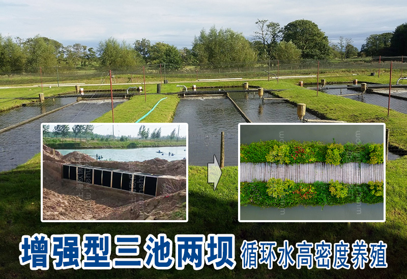 增强型三池两坝循环水高密度养殖鲈鱼案例分析
