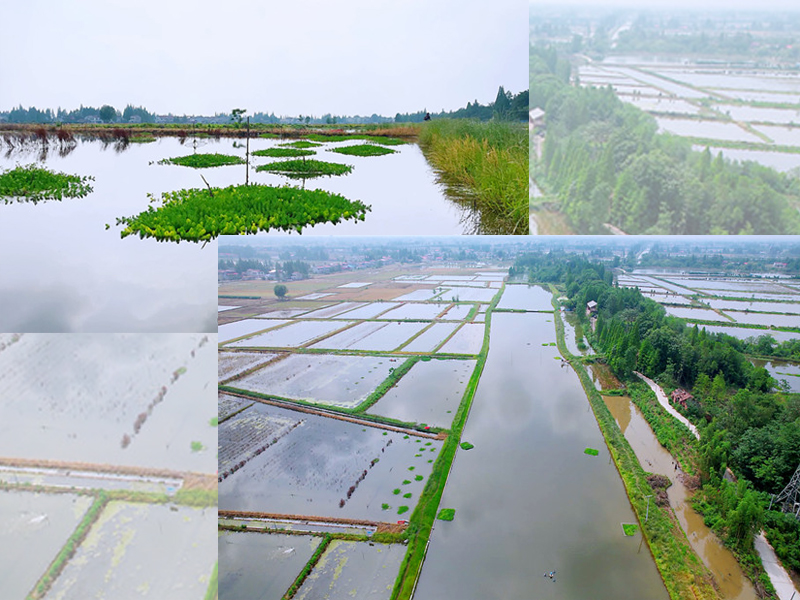连片池塘尾水治理：加强型三池两坝系统的构建与应用