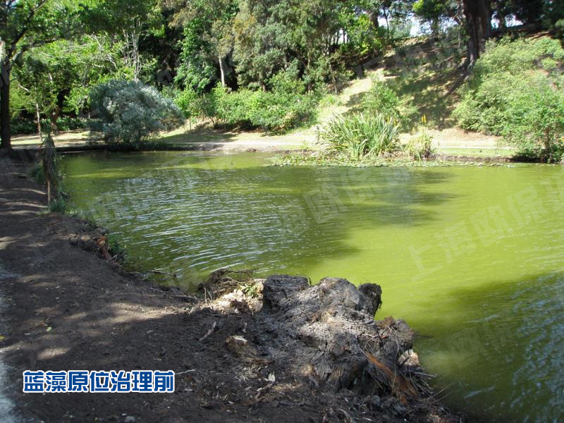 ZIPBIO-D2400光触媒蓝藻消除机治理前