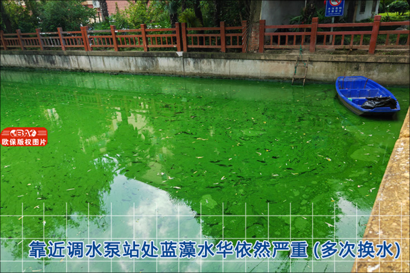 蓝藻治理