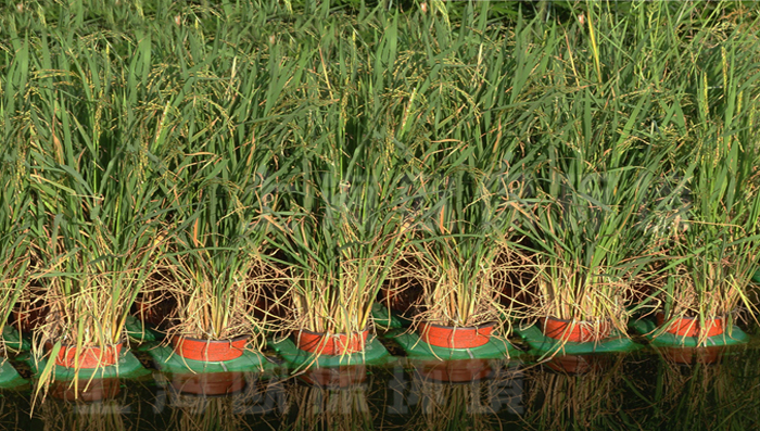 复氧型生态浮岛