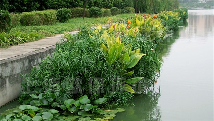 丛生型生态浮岛