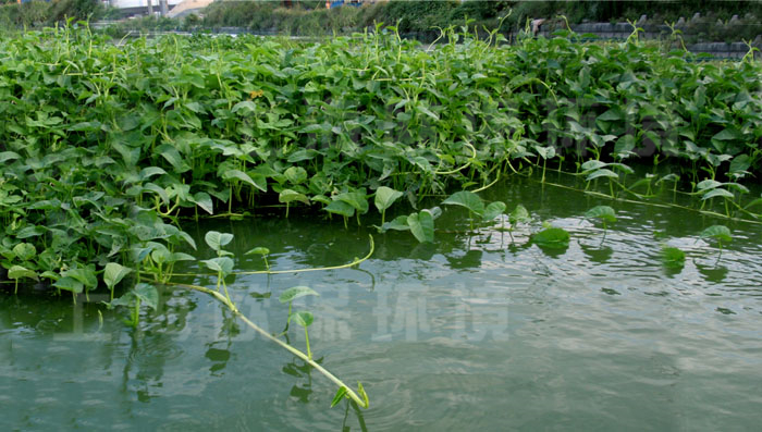 园艺型生态浮岛